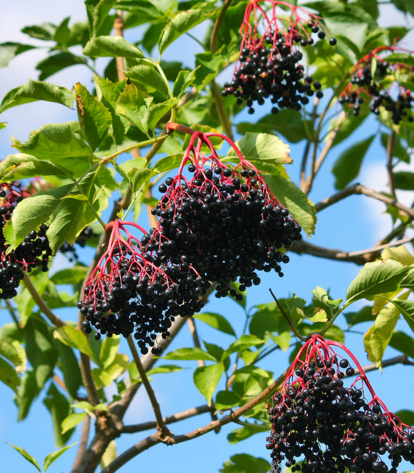 Elderberry American